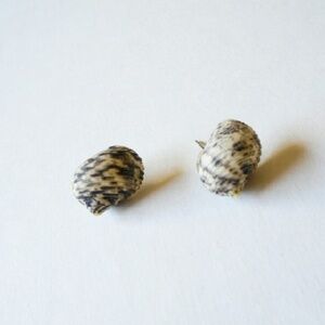 Seashell Earrings